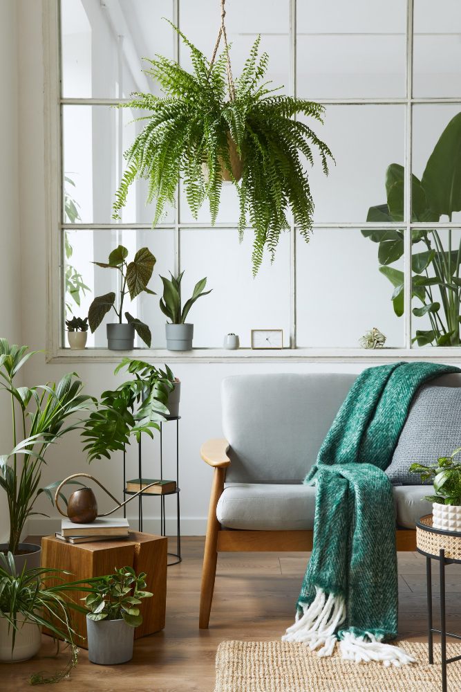plantes, canapée